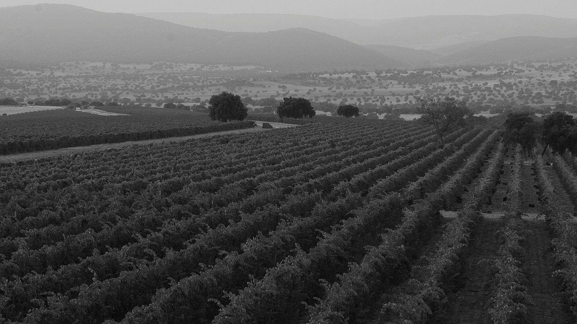 Viñedos Vallegarcía